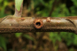 Barteria fistulosa, circular suberised entrance hole in ant domatia of hollow lateral branches, Campo, Cameroun
