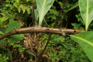 Barteria fistulosa, hollow stems of lateral branch creating ant domatia, Campo, Cameroun