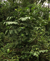 Barteria fistulosa in forest gap, Edea, Cameroun