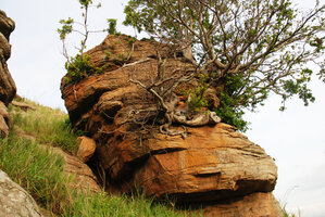 Base of a Ficus installed on a boulder and protected from grazing, Isandlwana, KwaZulu Natal, South Africa