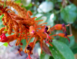 Bauhinia cardinalis, flowers at anthesis, Mont San Nha Trang Vietnam, photo by Olivier Colin