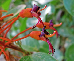Bauhinia cardinalis, flowers close up, Mont San Nha Trang Vietnam, photo by Olivier Colin