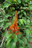 Bauhinia cardinalis, inflorescence, Mont San, Nha Trang Vietnam , photo by Olivier Colin