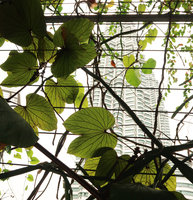 Bauhinia aureifolia at Le Nouvel, Kuala Lumpur, Aug. 2018