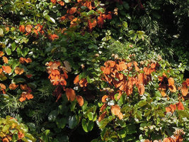 Bauhinia aureifolia, bright golden bracteal leaves surrounding the dull whitish flowers, cultivated, Chiang Dao, Thailand