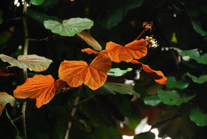 Bauhinia aureifolia, bright orange refringent hairy bracteal leaves and pale small whitish flowers, cultivated, Chanthaburi, Thailand