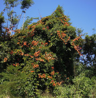 Bauhinia aureifolia invading a bamboo clump in an abandoned orchard, Chiang Dao, Thailand