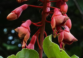 Bauhinia cardinalis, bracts and flowers, Cat Tien NP, Vietnam