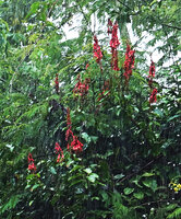 Bauhinia cardinalis, erect inflorescences by a rainy day, Cat Tien NP, Vietnam