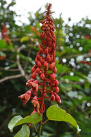 Bauhinia cardinalis, inflorescence, Cat Tien NP, Vietnam