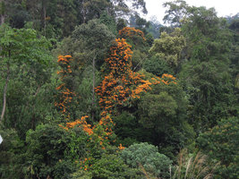 Bauhinia kockiana climbing on trees at forest edges around 800m elevation, Kelantan