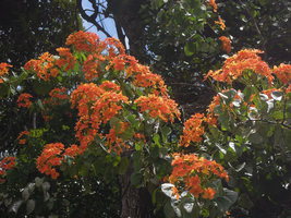 Bauhinia kockiana climbing on trees at forest edges, inflorescences close up, Cameron Highlands, Malaysia
