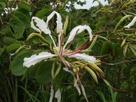 Bauhinia petersiana, flower, Katavi NP, Tanzania