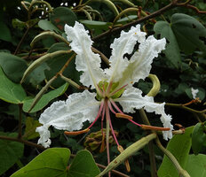 Bauhinia petersiana, flower, Kisensegere, Rukwa, 1500 m asl, Tanzania