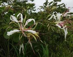 Bauhinia petersiana, flowers at anthesis, Katavi NP, Tanzania
