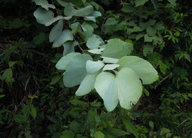 Bauhinia pottsii, refractive white bracteal leaves at stem apex, Khura Buri, Thailand