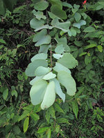 Bauhinia pottsii, refractive white bracteal leaves close-up, Khura Buri, Thailand