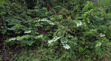 Bauhinia pottsii with white bracteal leaves, Khura Buri, Thailand