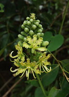 Bauhinia pulla, inflorescence, Nui Chua NP, Vietnam