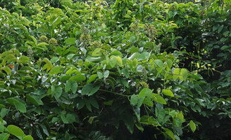 Bauhinia pulla, leaves, tendrils and inflorescences, Nui Chua NP, Vietnam