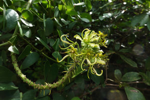 Bauhinia pulla, long lasting inflorescence including axis, bracts, flower buds, flowers at anthesis with petals, stamens, pistil and young developing pods, Nui Chua NP, Vietnam