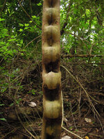 Bauhinia scandens, bubbled stem, Khao Yai NP, Thailand