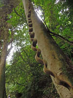 Bauhinia scandens, Khao Yai NP, Thailand