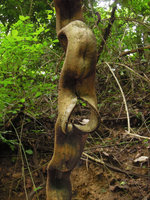 Bauhinia scandens, splitting of the stem,Khao Yai NP, Thailand