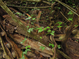 Bauhinia scandens, stems and leaves, Khao Yai NP, Thailand