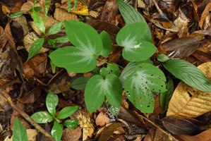 Bauhinia semibifida, silver star design in juvenile leaves, Mc Ritchie Reservoir, Singapore