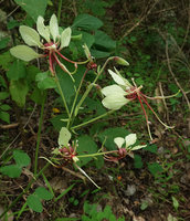 Bauhinia similis, inflorescence, Nui Chua NP, Vietnam