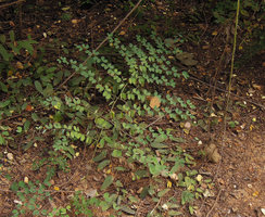 Bauhinia winitii, young erect and plagiotropic shrubby individual with ferny foliage, Ratchaburi, Thailand