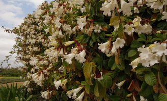 Beaumontia grandiflora