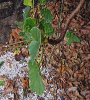 Begonia elnidoensis, vertical leaf display, El Nido, Palawan, Philippines