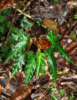 Begonia angulata in perhumid subtropical rainforest habitat, Sao Bonifacio, Santa Catarina, Brazil