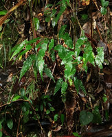 Begonia angulata on vertical earth bank, Sao Bonifacio, Santa Catarina, Brazil
