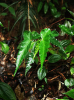 Begonia angulata, Sao Bonifacio, Santa Catarina, Brazil