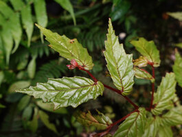Begonia arfakensis, apically flowering stem, asymmetric leaf base and pinnate venation, Kwau, 1500 m asl, Arfak Mts, West Papua