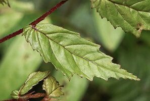 Begonia arfakensis, deeply asymmetric leaf base and impressed red veins, Kwau, 1500 m asl, Arfak Mts, West Papua