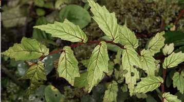 Begonia arfakensis, red hairy stem and bright light green leaves, Kwau, 1500 m asl, Arfak Mts, West Papua
