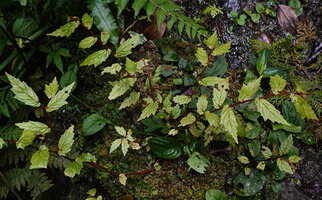 Begonia arfakensis, red stems and bright light green leaves, Kwau, 1500 m asl, Arfak Mts, West Papua