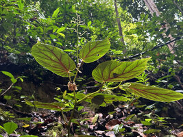 Begonia augustae, adult individual with paired axillary female flowers and apical inflorescence of small numerous male flowers, War Inkabom Waterfall, Batanta, West Papua