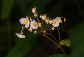 Begonia augustae, male flowers with white tepals suffused pink at periphery, Warsamdin Waterfall, Waigeo, West Papua