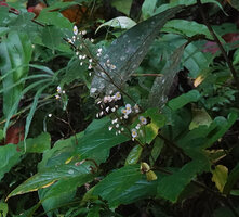 Begonia augustae, much branched erect male inflorescence and basal axillary paired maturing fruits, Warsamdin Waterfall, Waigeo, West Papua