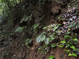 Begonia augustae, population of young individuals with brown silver blotched leaves, War Inkabom Waterfall, Batanta, West Papua