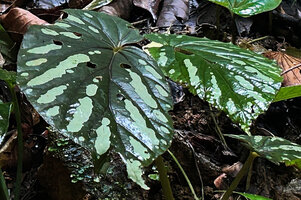 Begonia augustae, silver blotched leaves of a young individual, War Inkabom Waterfall, Batanta, West Papua