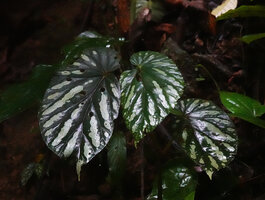 Begonia augustae, young individual with silver blotched leaves, War Inkabom Waterfall, Batanta, West Papua