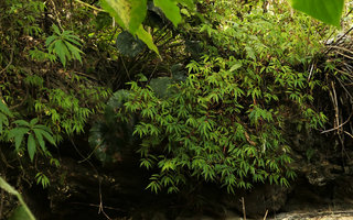 Begonia banaoensis on a vertical rock, El Nicho, Cienfuegos, Cuba