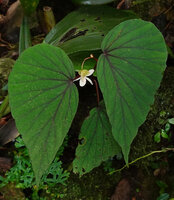 Begonia beryllae, Kinabalu NP, 1600 m asl, Sabah, Borneo