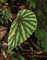 Begonia beryllae, silver refractive blotched leaf form, Mt Kinabalu, Sabah, Borneo